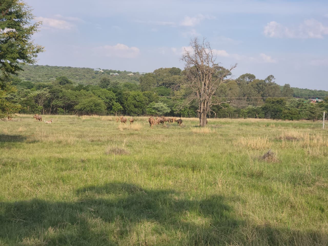 80 HECTARE GAME FARM FOR SALE IN CULLINAN – Emacplan